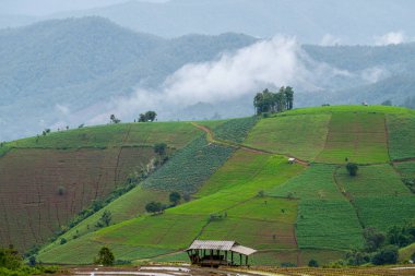 Tayland 'ın Chiang Mai bölgesindeki Pa Pong Piang pirinç tarlaları..