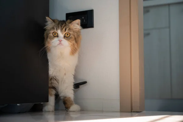 Curious crossbreed Persian cat hiding behind the refrigerator when she saw stranger.