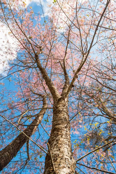Himalaia Cereja Floresce Árvore Com Céu Claro Temporada Inverno Tailândia — Fotografia de Stock