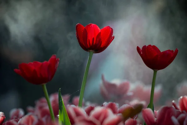 Grupo Flores Tulipán Son Perennes Florecientes Primavera Que Crecen Partir — Foto de Stock
