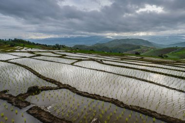 Gün batımında Tayland 'ın Chiang Mai bölgesindeki Ban Pa Pong Piang pirinç tarlaları.