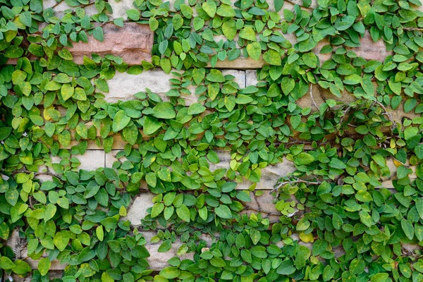 Plant Growing Surface Cutting Rock Wall — Stock Photo, Image