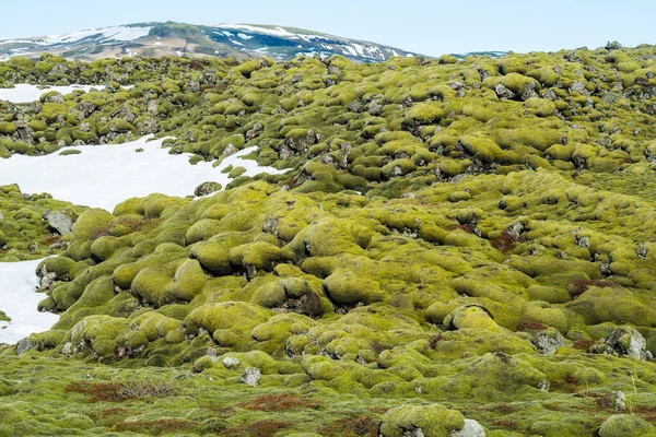 Maravilloso Campo Musgo Lava Eldhraun Islandia Este Impresionante Campo Lava — Foto de Stock