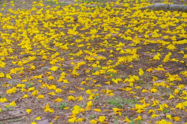 Altın bir trompet ağacı (diğer adı Handroanthus chrysotrichus) yere düşen yapraklar. Altın Trompet Ağacı son yıllarda popüler bir süs sokak ağacı..