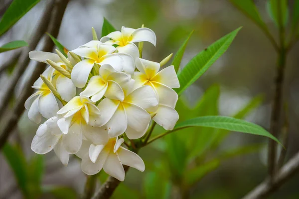 Frangipani Flor Plumeria Flores Florescendo Natureza Esta Flor Tropical Evocativa — Fotografia de Stock