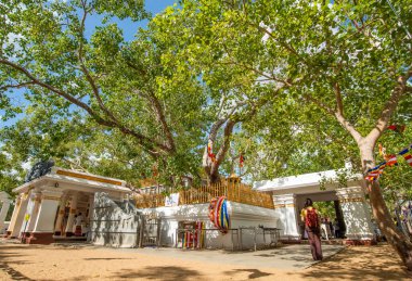 Jaya Sri Maha Bodhi. Antik Anuradhapura, Sri Lanka 'da bilinen bir dikim tarihine sahip, yaşayan en eski insan ağacı. Budistlerin dünya üzerindeki kutsal emanetleri..