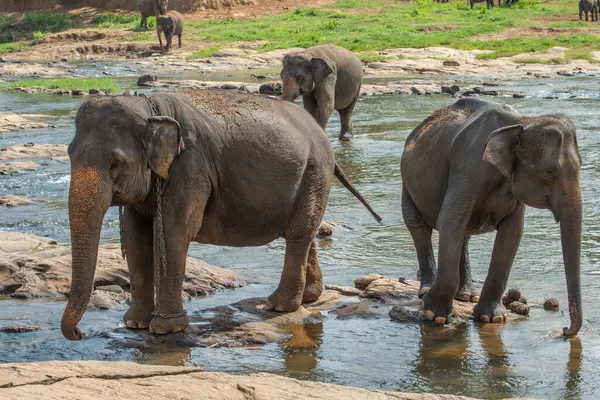 Srí Lanka Elefántok Pinnawala Faluban Srí Lankán Pinnawalának Van Legnagyobb Stock Kép