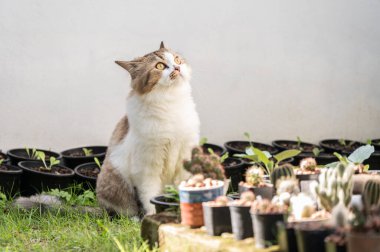Bahçede kuş ararken melez bir İran kedisi. Kedilerin mükemmel görme ve duyma yetenekleri vardır..