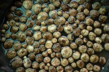 Kir ve böcekleri temizlemek için tütsülenmiş mantar soğuk suya batırılır. Tayland 'ın yerlileri doğadan toplanıyor ve yiyecek olarak pazarda satılıyor..