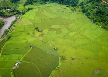 Yağmur mevsiminde Tayland 'ın Nan ilinin Sapan köyündeki pirinç tarlasının güzel hava manzarası. Tayland 'da güçlü bir pirinç üretimi geleneği vardır..