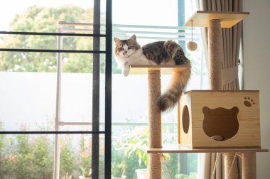 Modern evdeki ahşap bir kedi ağacında sahibini bekleyen sevimli İran kedisi. Kedi ağacı bir kedinin oynaması için yapay bir yapıdır..