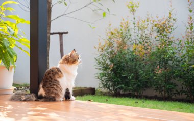 Şirin melez bir Pers kedisi sahibini evin önünde bekliyor. Melez bir kedi, iki farklı cinsten kedi ya da safkan bir kedi ile evcil bir kedi arasındaki bir çapraz bağdır..