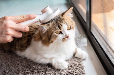Kedi sahibi saçlarının birbirine dolanmaması ya da birbirine dolanmaması için fırça kullanıyor. Giysilerinize kaçan kedi tüylerini en aza indirmek ve evcil hayvanınızın kürkünün paspaslaşmasını önlemek için..