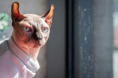 Bir şeye bakarken Sphynx kedisinin portresi. Sfenks kedisi, neşeli ve sevecen doğasıyla bilinen tüysüz bir kedi cinsidir..