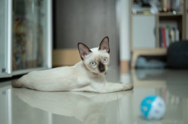 İnsan evinde kalan dişi siyam kedisi. Siyam kedisi Tayland 'a özgü bir kedi cinsidir. Bu kedi yüz maskesi, ayakları, kulakları ve kuyruğu olan solgun bir kedi..