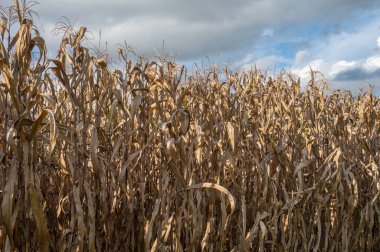 Tarım alanında mısırlar kuruyor. Mısır, bazı gıda ürünleri (mısır gevreği, cips, mısır şurubu), etanol ve polimerler için kullanılan mısır türüdür..