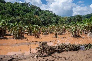 Tayfun Yagi 'nin Tayland' ı kasıp kavurmasının ardından Chiang Rai bölgesindeki muz tarlaları sel suları ve çamurla kaplandı..