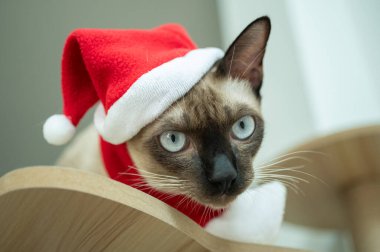 Noel festivali boyunca kırmızı eşarplı Noel Baba şapkası takan Siyam kedisi.