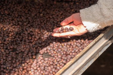 Çiftçinin elini kapat, güneşte kurumuş kirazları kontrol et. Kahve toplandıktan sonra meyve bozulmasını önlemek için işlemler mümkün olduğunca çabuk başlamalı..