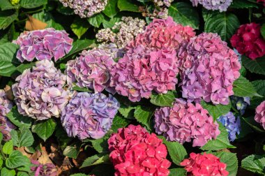 Bahçede açan güzel ortanca çiçekleri. Ortancalar yazın ve sonbaharda açan renkli çiçekli popüler çalılıklardır..