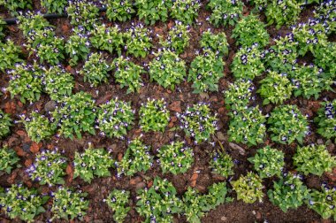 Torenia flowers (or wishbone flower) growing in the garden. Torenia flowers are edible and make beautiful garnishes that offer a pleasant, gentle scent. clipart