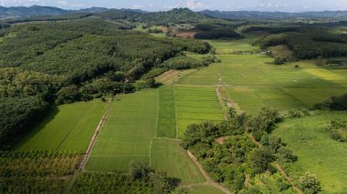 Tayland 'ın Chiang Rai bölgesindeki çeltik tarlalarının yağmur mevsiminde güzel hava manzarası. Tayland 'da güçlü bir pirinç üretimi geleneği vardır..
