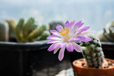 Şirin pembe çiçekli Mammillaria Theresae kaktüsü. Bu kaktüs koleksiyoncular arasında süs bitkisi olarak popülerdir.. 