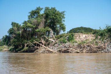 Tayfun Yagi 'nin Güneydoğu Asya' yı silip süpürmesinin ardından büyük bir ağaç nehre düştü.. 