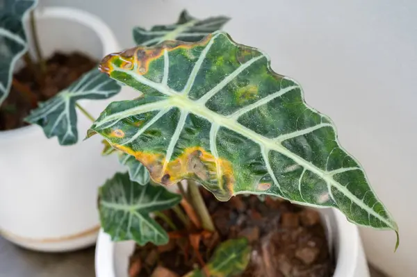 Alocasia amazonica Polly yaprak hastalığı olan bitkiler. Sarı yapraklar aşırı sulama gibi bu sorunun en yaygın işaretlerinden biridir..