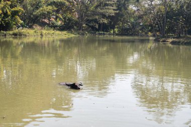 Tayland 'ın kırsal kesimindeki bir gölde yaşayan bir bufalo. Su bufaloları, Taylandlı çiftçiler tarafından pirinç tarlalarını sürmek için yüzyıllardır kullanılıyor..