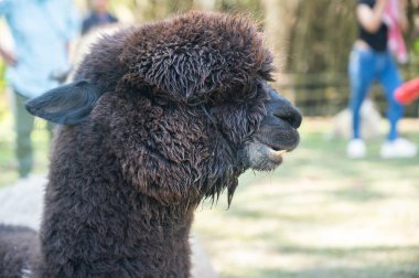 Tayland 'da evcil hayvan olarak yaşayan siyah saçlı bir Alpaca. Şirin yüzler, tüylü vücutlar ve sakin tutumlar, alpakaların eğlenceli ve eşsiz evcil hayvanlar olarak popülerlik kazanmasının nedenleri arasında yer alıyor..