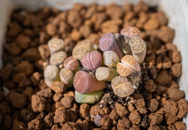 Lithops planting in a pot. Lithops is interesting plants from southern Africa and become popular with growers of succulents and unusual plants. clipart