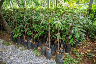 Genç Durian ağacı tarım çiftliğinde düzenleniyor. Durian, Güneydoğu Asya 'ya özgü büyük, dikenli bir tropik meyvedir..