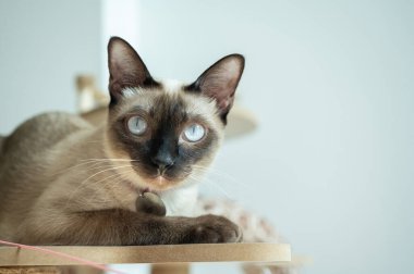 Kedi ağacında dinlenen Siyam kedisinin portresi. Siyam kedisi Tayland 'a özgü bir kedi cinsidir..