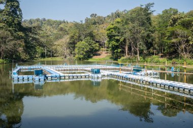 Tayland 'ın kırsal kesimindeki tatlı su gölündeki balık kuluçka tesisi. Balık kuluçka yeri yapay üreme, yumurtadan çıkma ve su hayvanlarının ilk dönemlerinde yetiştirilme yeridir..
