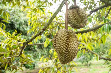 Tayland 'da Durian ağacında yetişen Durianlar. Durian, Tayland 'da en popüler olan Güneydoğu Asya meyvesidir. Durian güneydoğu Asya 'da meyvelerin kralı olarak bilinir.