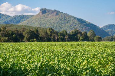 Tayland 'ın Chiang Rai bölgesindeki Tütün tarlasının manzarası. Tütün, yaprakları için yetiştirilen ve tütün ürünlerine konmadan önce kurutulan ve mayalanan bir bitkidir..