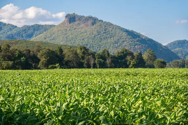 Tayland 'ın Chiang Rai bölgesindeki Tütün tarlasının manzarası. Tütün, yaprakları için yetiştirilen ve tütün ürünlerine konmadan önce kurutulan ve mayalanan bir bitkidir..