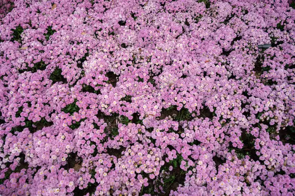 Tam kare pembe kasımpatı çiçekleri çiçek açıyor..