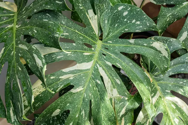 Değiştirilmiş canavar bitki yaprağı desenli ve arka planda. Değişik canavarlar ayrıca bölünmüş yapraklı filodendron ya da İsviçre peyniri bitkisi olarak da bilinir..