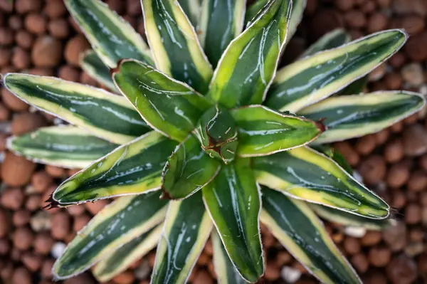 Agave Victoriae-reginae Krem Kompaktı bir tencerede yetişiyor. Kraliçe Victoria agave lif, yiyecek ve yerli halk tarafından alkollü bir içecek üretmek için kullanıldı..