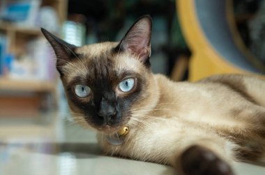 Kameraya bakan Siyam kedisinin portresi. Siyam kedisi Tayland 'a özgü bir kedi cinsidir. Bu kedi yüz maskesi, ayakları, kulakları ve kuyruğu olan solgun bir kedi..