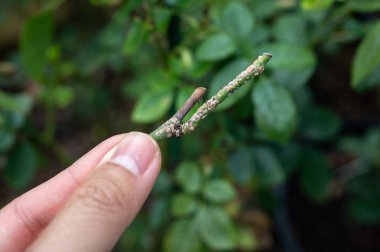 Gül pullu (Aulacaspis rosae) bir gül kamışı tutan birinin kırpılmış görüntüsü. Gül pulu baston düşüşüne ya da dal ölümüne neden olabilir.. 