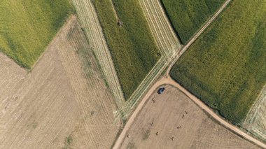 Hasat makinesinin hava görüntüsü mısır tarlasında ekinleri kesiyor. Hasat makinası, mahsulün kökünü keser..