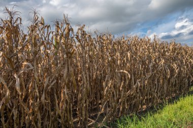 Tarım alanında mısırlar kuruyor. Mısır, bazı gıda ürünleri (mısır gevreği, cips, mısır şurubu), etanol ve polimerler için kullanılan mısır türüdür..