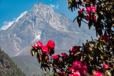 Mt.Khumbila (5,761 m) ve Rhododendron çiçekleri. Bu dağ Doğu Nepal 'in Khumbu bölgesinde 