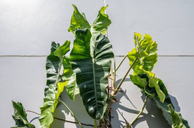 Philodendron Paraiso Verde ev duvarına ev bitkisi olarak tırmanıyor. Philodendron Paraiso Verde, renkli çeşitliliği ve büyüme alışkanlığıyla bilinen tropikal bir bitkidir..