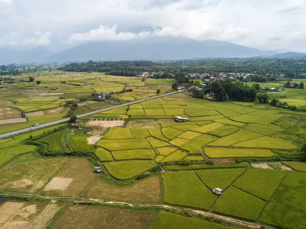 Tayland 'ın Nan ilinde önemli bir mısır yetiştirme alanı olan Pua bölgesindeki pirinç tarlasının havadan görünüşü.