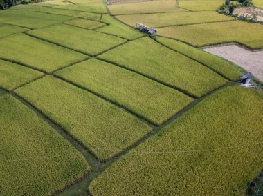 Tayland 'ın Nan ilinde önemli bir mısır tarlası olan Pua bölgesindeki pirinç tarlasının havadan görünüşü.