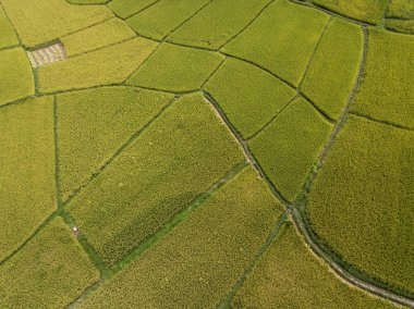 Tayland 'ın Nan ilinde önemli bir mısır tarlası olan Pua bölgesindeki pirinç tarlasının havadan görünüşü.